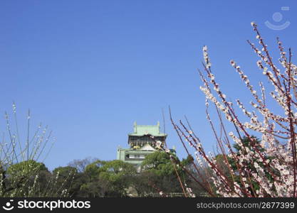 Osaka castle and Plum tree