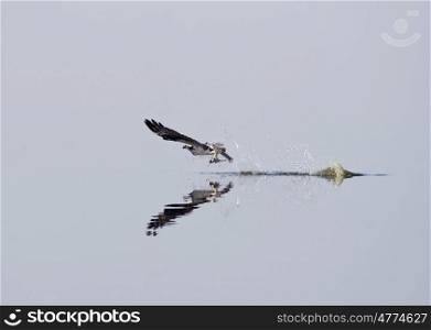 osprey catching a fish in Florida wetlands. osprey catching a fish