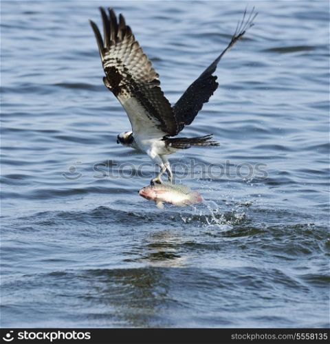 Osprey Catching Fish In Florida Lake