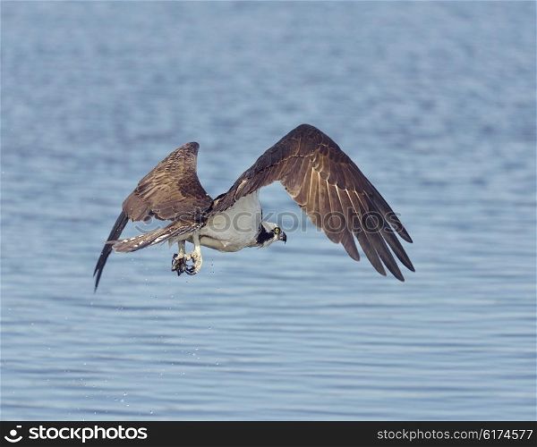 Osprey Eagle Fishing in Florida Wetlands