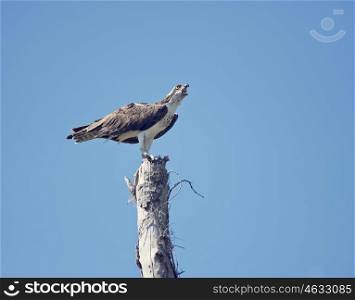 osprey eating fish on a old tree
