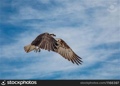 Osprey in flight against blue sky with clouds, Mexico