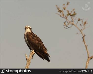 Osprey on tree branch with gray sky background; side view or profile of this bird of prey. Osprey