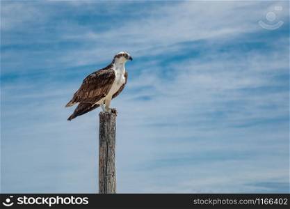 Osprey sitting on wooden pole against blue sky with clouds, Mexico
