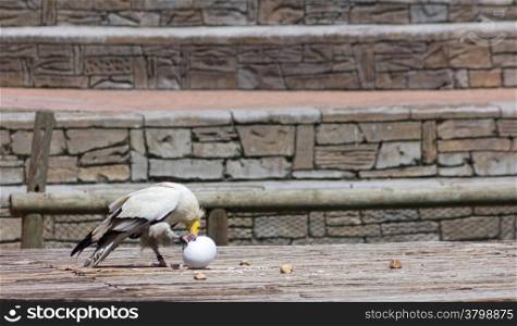 osprey using a rock to break unhuevo