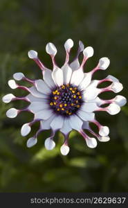 Osteospermum