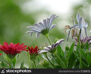 Osteospermum, Flowers