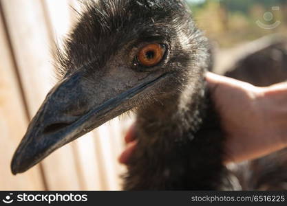 Ostrich and female hands. Ostrich and female hands in the zoo.