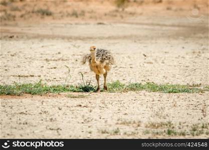 Ostrich chick walking in the sand in the Kalagadi Transfrontier Park, South Africa.