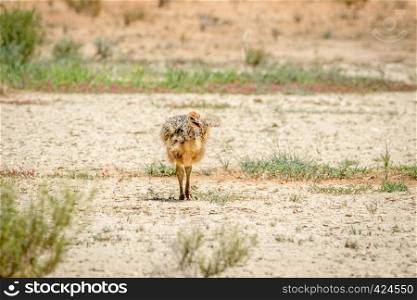 Ostrich chick walking in the sand in the Kalagadi Transfrontier Park, South Africa.
