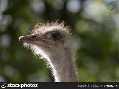 Ostrich close-up in the looks cautiously around.. Ostrich close-up in the looks cautiously around
