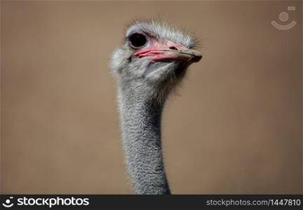 Ostrich. Close-up shot of its head.