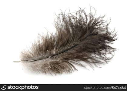 Ostrich feather isolated on white