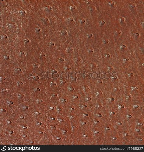 Ostrich genuine leather brown background