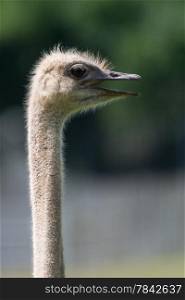 Ostrich head and neck only, with its beak open