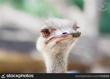 ostrich head as background, focus at eyes