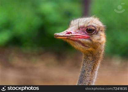 Ostrich head closeup in the morning