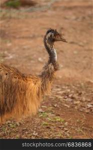 ostrich in summer