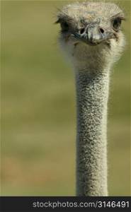 Ostrich Looking At You
