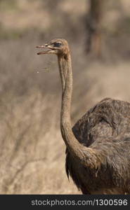 Ostrich, Struthio camelus at Kruger National Park, South Africa