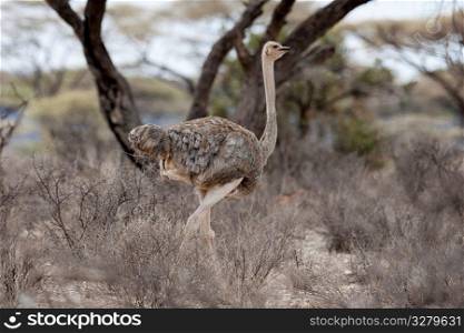 Ostrich wildlife in Kenya