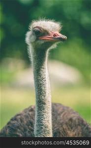Ostrich with a long neck in a green park