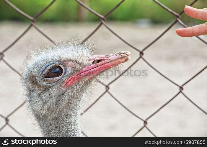 ostrich. Woman hand and ostrich in sunny day