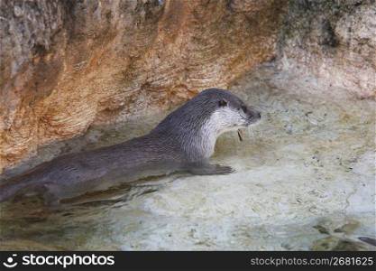 Otter in water