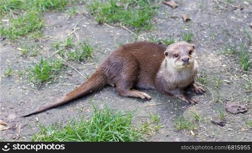 Otter is playing in the grass, Holland