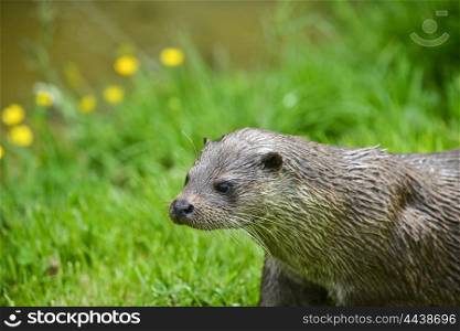Otter on riverbank in lush green grass of Summer