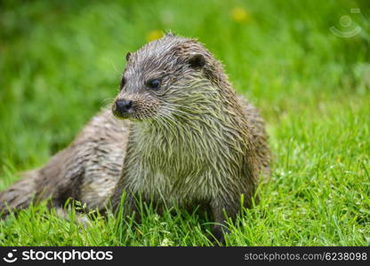 Otter on riverbank in lush green grass of Summer