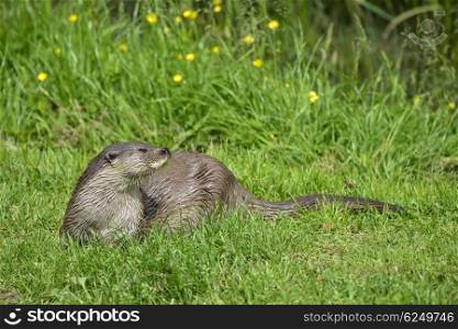 Otter on riverbank in lush green grass of Summer