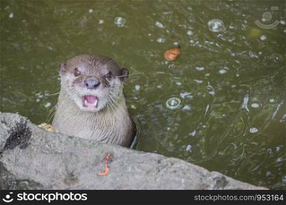 Otter opened his mouth in the water.