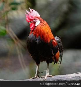 Oudstanding male Red Junglefowl (Gallus gallus), standing on the log