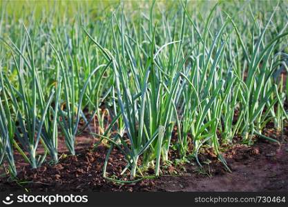 oung spring onion sprout on the field. Organically grown onions in the soil. Organic farming.. Young spring onion sprout on the field. Organically grown onions in the soil. Organic farming