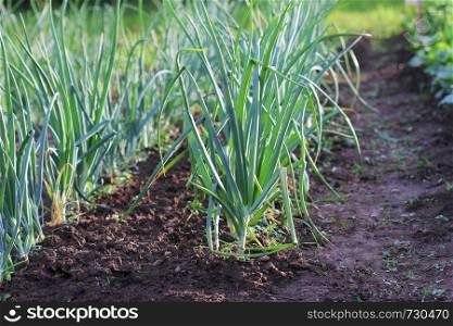 oung spring onion sprout on the field. Organically grown onions in the soil. Organic farming.. Young spring onion sprout on the field. Organically grown onions in the soil. Organic farming.