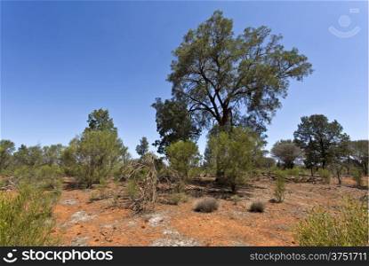 Outback Landscape