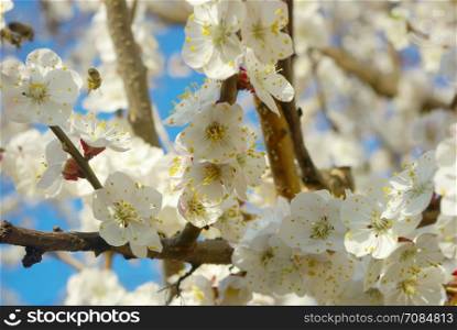 Outdoor bloom closeup. Spring white blossom. Seasonal blossoming tree springtime. April garden natural tree branch.