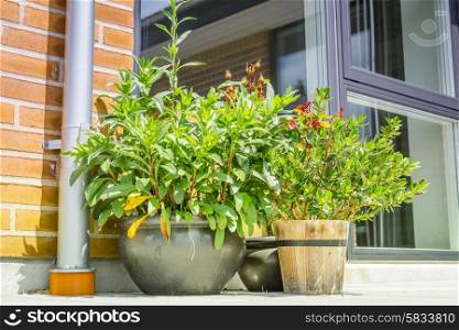 Outdoor flower pots on a terrace in the summer