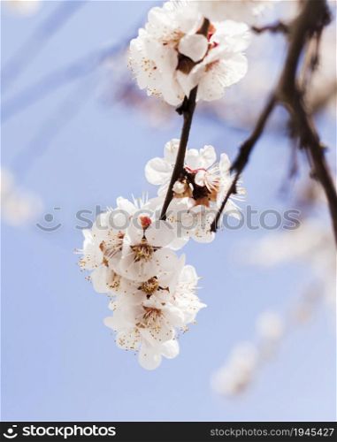 outdoor flowers. High resolution photo. outdoor flowers. High quality photo