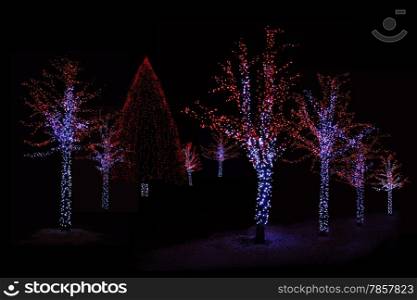 Outdoor night shot of Illuminated trees for the perfect Christmas atmosphere
