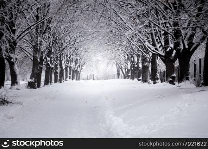 Outdoor photo of beautiful road at winter park