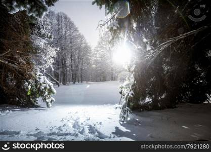 Outdoor photo of winter siberia forest at sun rays