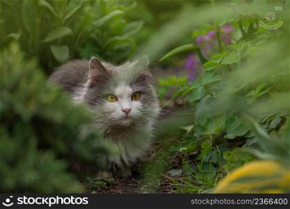 Outdoor portrait of cat lying with flowers in a garden. Dirty cat in the meadow. Cat smelling the flower in a colorful flowering garden.. Cat is lying in the garden. Atmospheric moment at nature outdoor. Young cat walks and enjoying a beautiful garden.