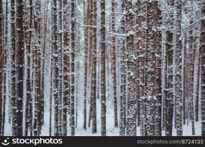 Outdoor shot of beautiful winter forest, high trees covered with snow. Horizontal shot of winter landscape. Charming silent majestic winter forest. Season and nature concept