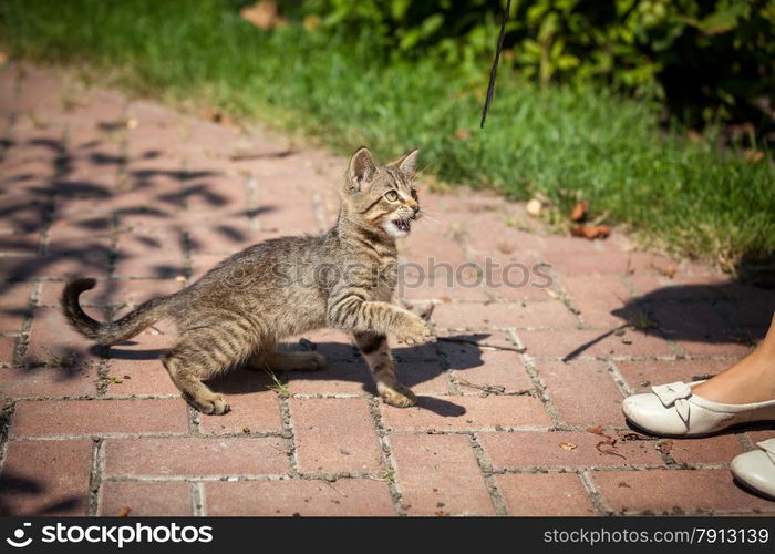 Outdoor shot of cute kitten at garden at sunny day