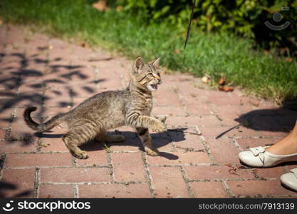 Outdoor shot of cute kitten at garden at sunny day