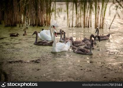 Outdoor shot of cygnets with parents swimming in pond