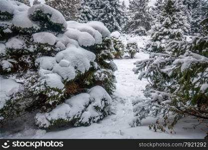 Outdoor shot of fir trees covered in snow at forest