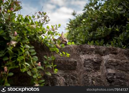 Outdoor shot of gray cat sleeping on big stone wall